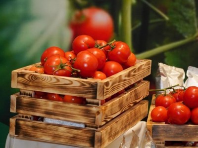 Шымкентте құны 69 млрд теңгені құрайтын жылыжай кешені салынады