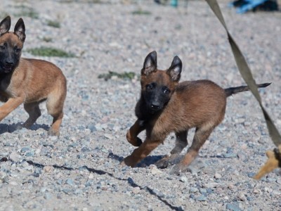 Болашақ қорғаушылар: Ұлттық ұланда қызметтік иттердің жаңа буыны өсіп келеді