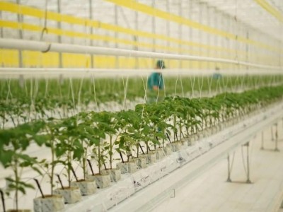 Қызанақтың 12 түрін өсіретін жылыжай іске қосылды