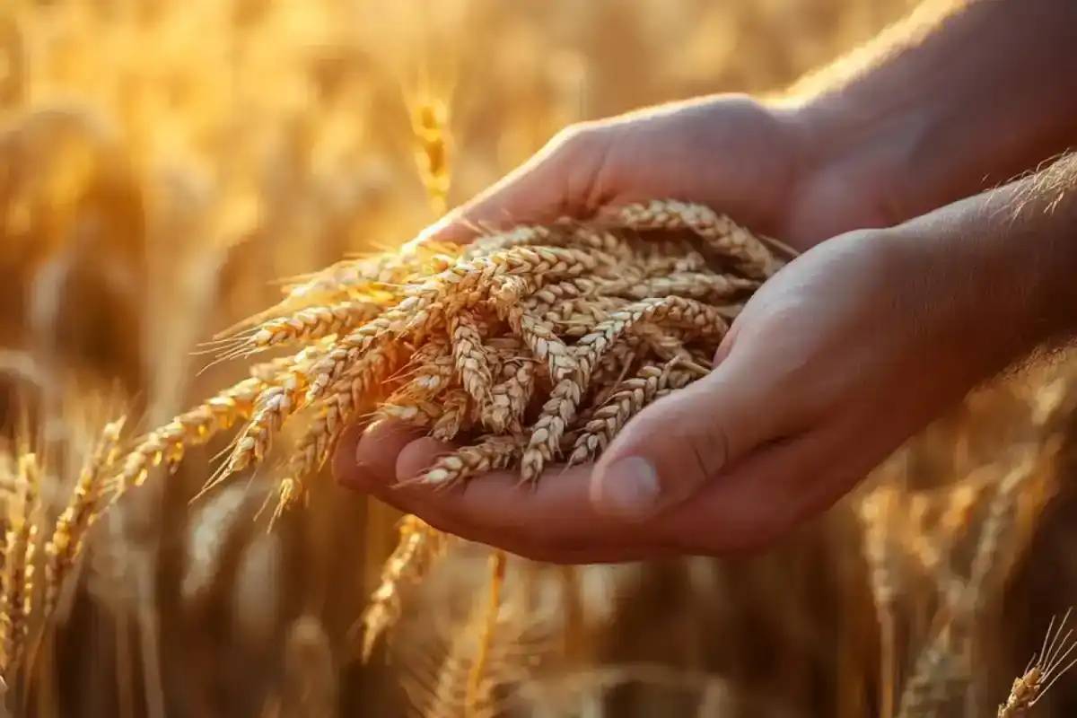 Қазақстандық бидайдың Италияға экспорты қарқын алды