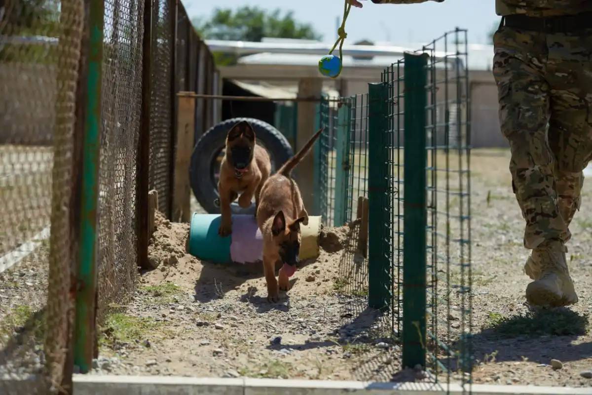 Ұлттық ұлан кинологтары иттердің көмегімен 200 келіден астам есірткі заттарын тапты