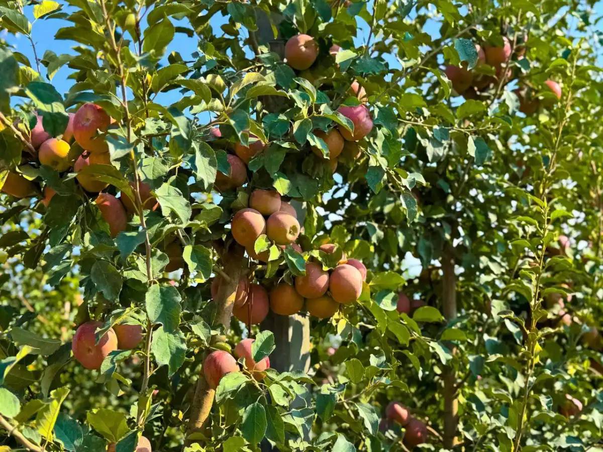 Ауыл шаруашылығы министрлігі Алматыдағы 120 гектарлық инновациялық бақтың жұмысымен таныстырды