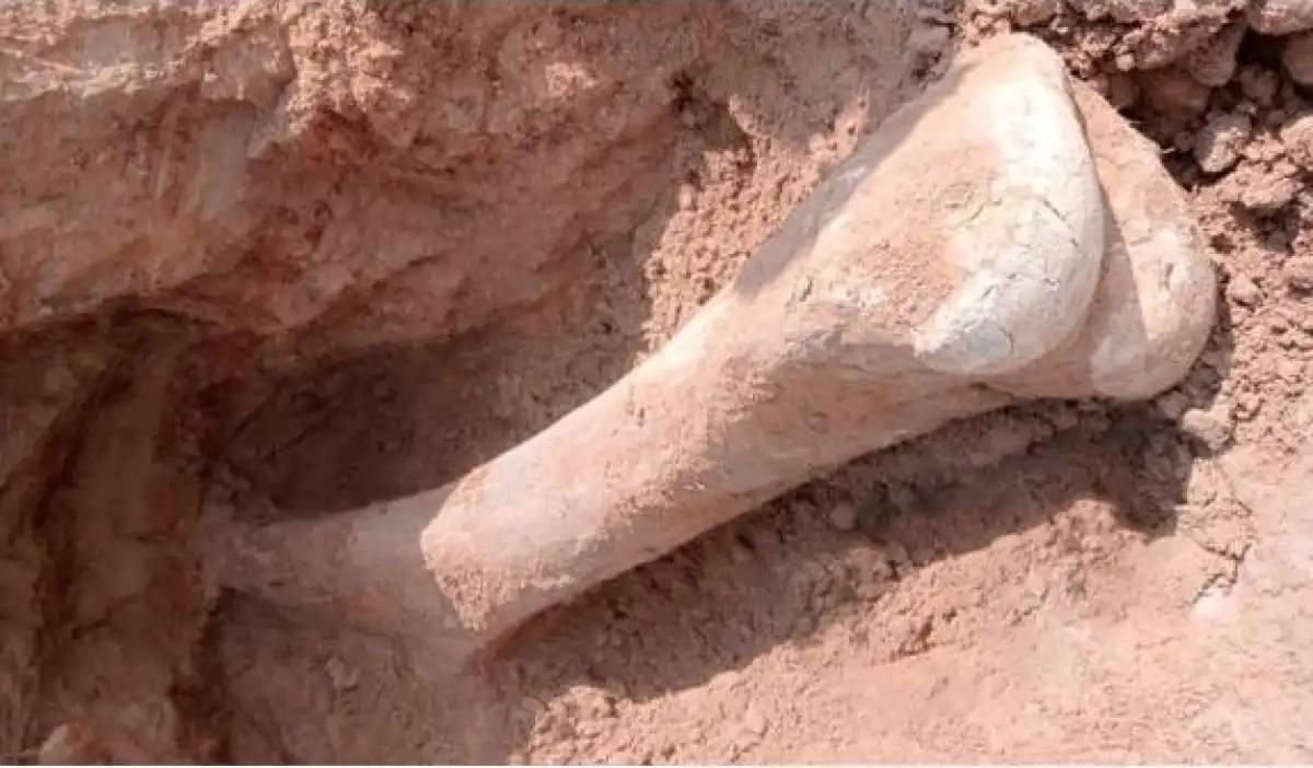 Солтүстік Қазақстан облысында мамонт сүйегі табылды
