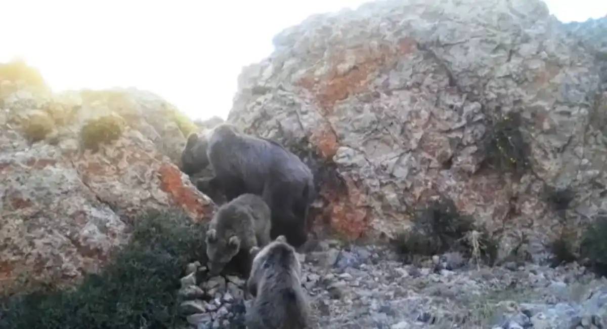 «Сайрам-Өгем»​​​​​​​ ұлттық паркінің аумағында жабайы жануарлар фототұзаққа түсіп қалды
