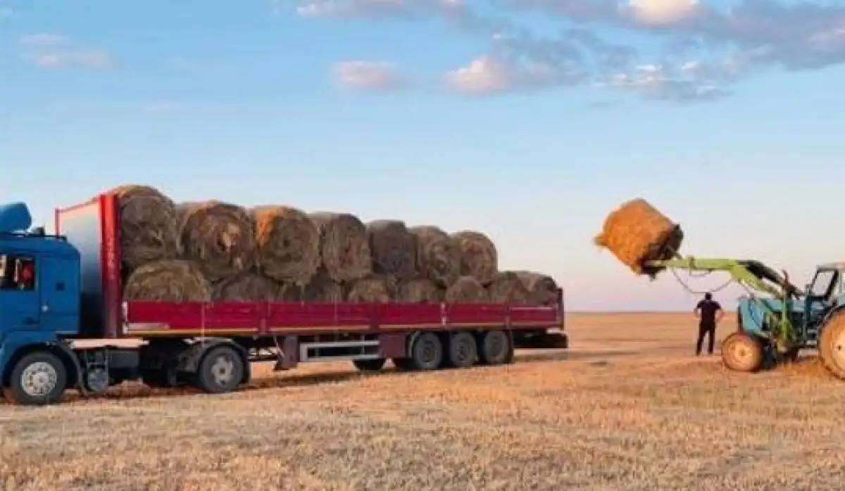 Қазақстанда 26 млн тоннаға жуық мал азығы дайындалды