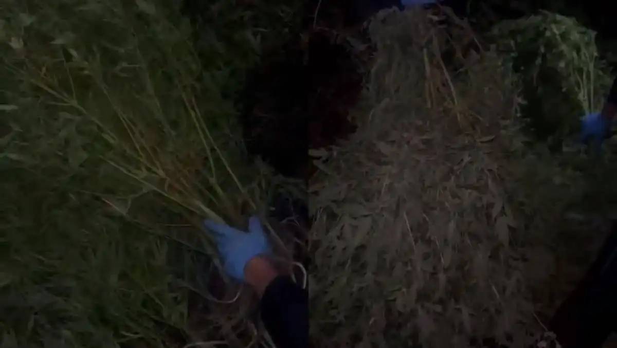 Қарағанды облысында ірі көлемдегі қарасора алқабы анықталды