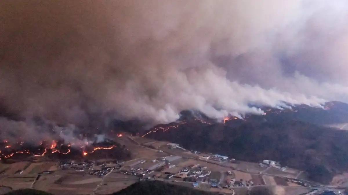 Кореяда орманды қасақана өртеген күдікті ұсталды