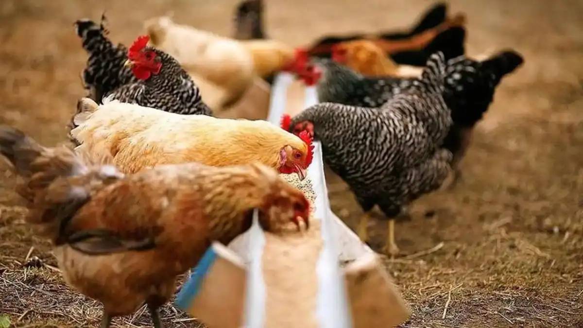 Қазақстан аса қауіпті құс тұмауынан таза ел мәртебесін иеленді