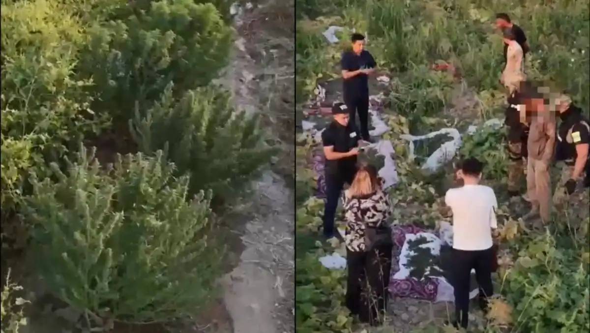 Шымкентте есірткі плантациясы жойылды