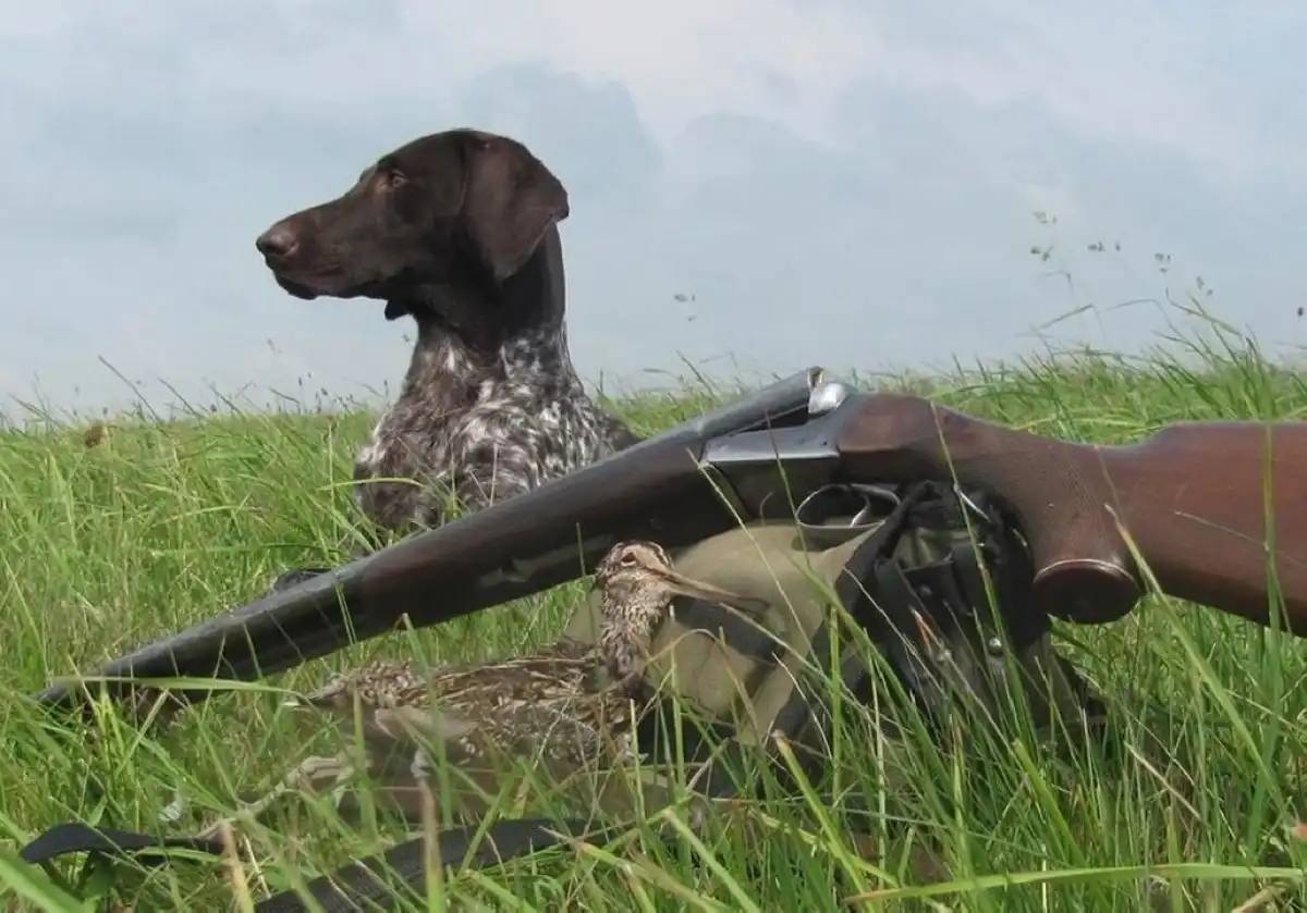 Күзгі-қысқы аңшылық маусымы басталады: нені есте ұстау қажет