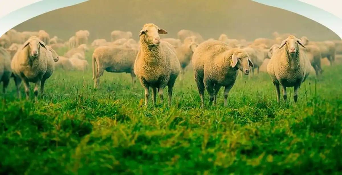 Астанада құрбан шалуға арналған орындар белгілі болды