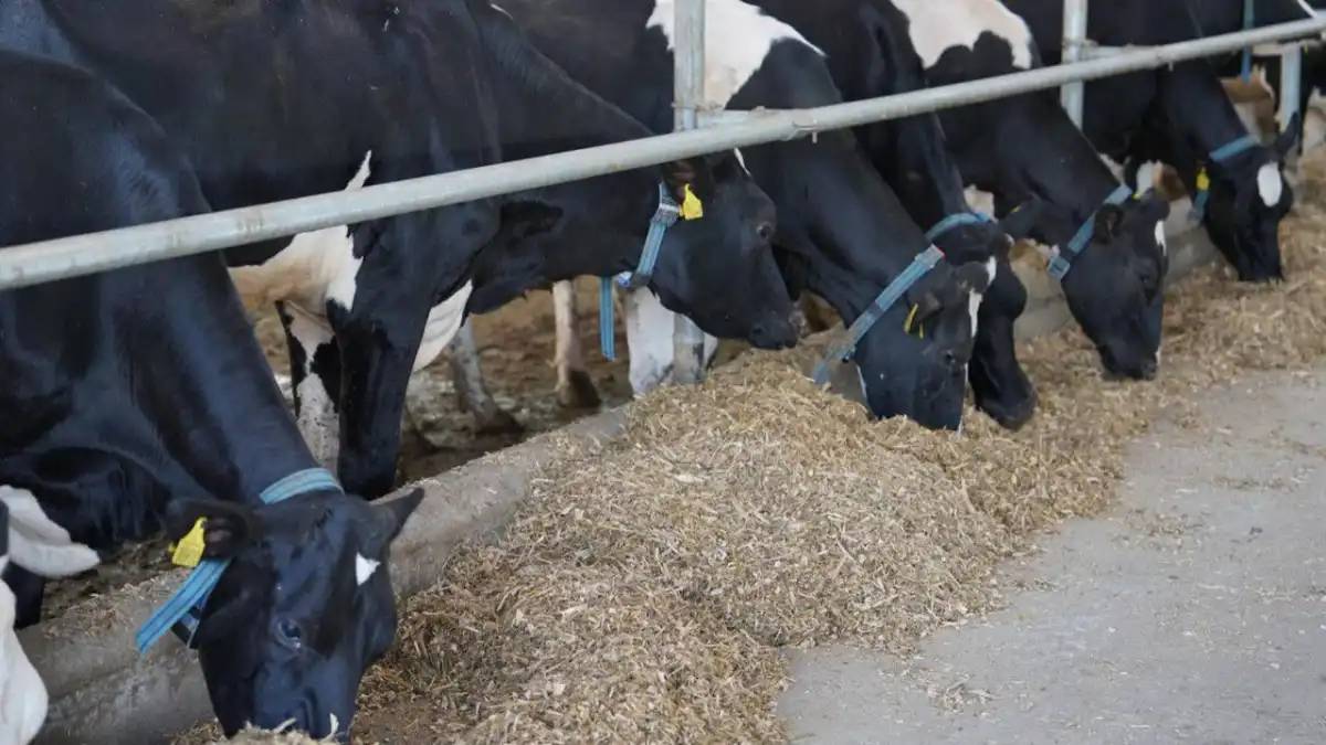 Қазақстанда ауыл шаруашылығы санағы басталды