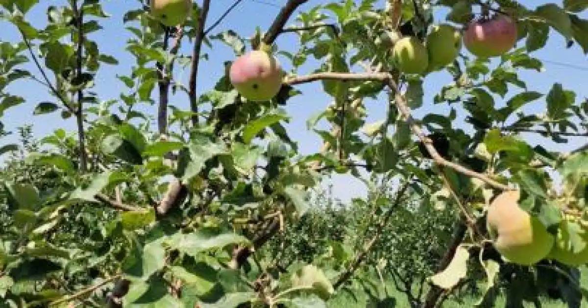 «Апорт» алмасының сорты қалпына келтіріледі