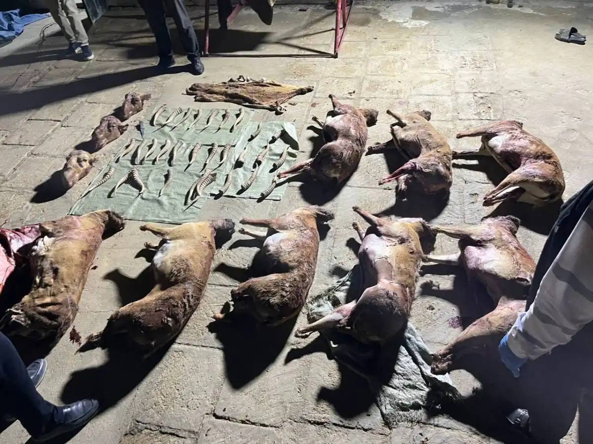 Маңғыстау облысында киік мүйіздерін заңсыз сақтаған тұрғын ұсталды (ВИДЕО)