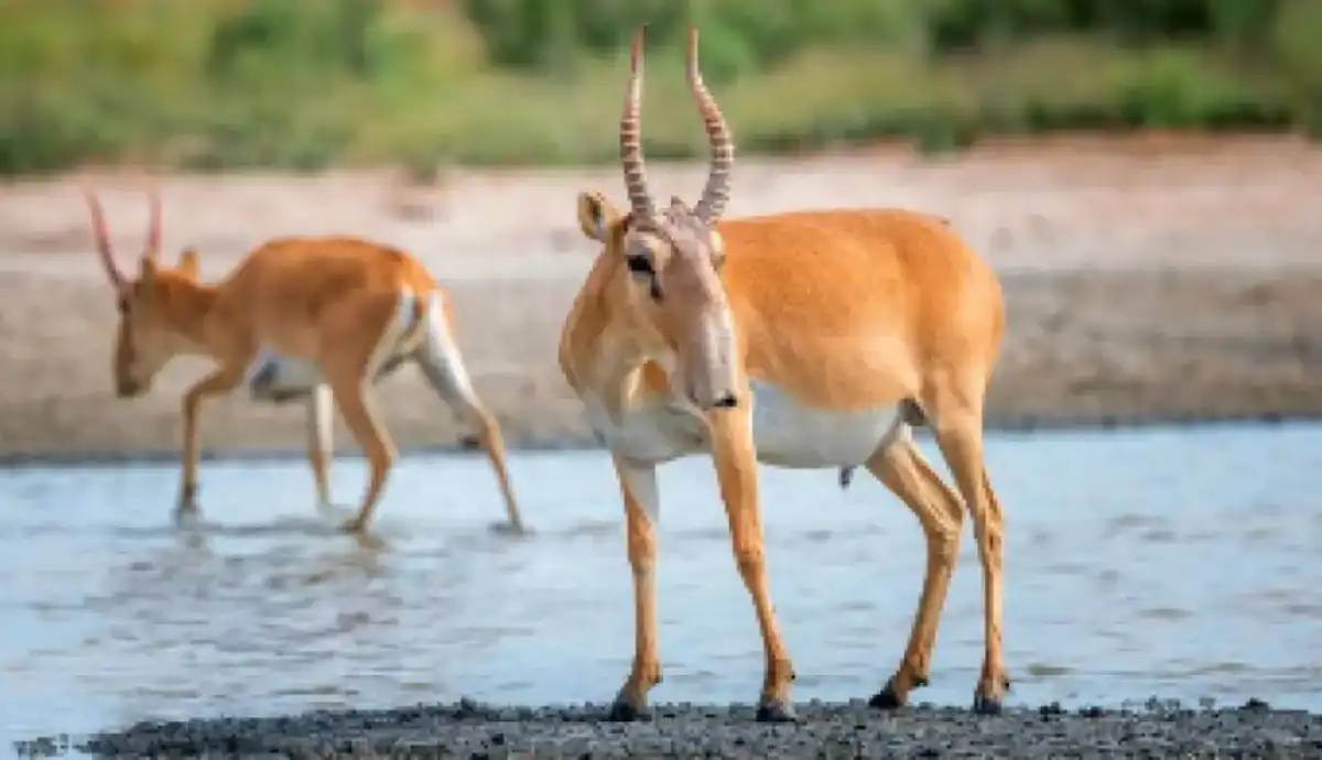 Министрлік ақбөкен етін өңдеу тәртібін түсіндірді