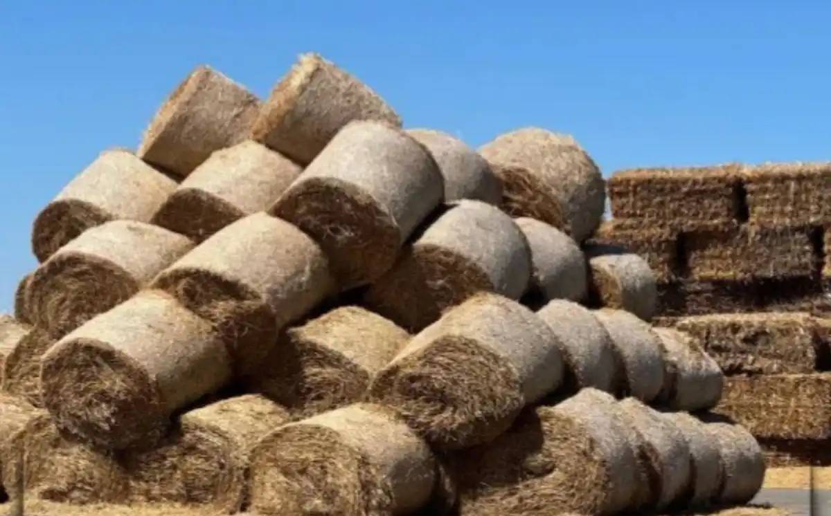 Елімізде 11,4 млн тонна мал азығы дайындалды