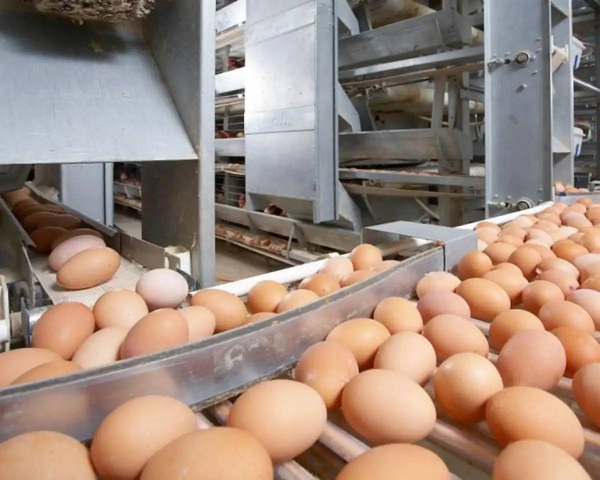 Қостанай облысында жұмыртқа өндіретін құс фабрикасы салынып жатыр