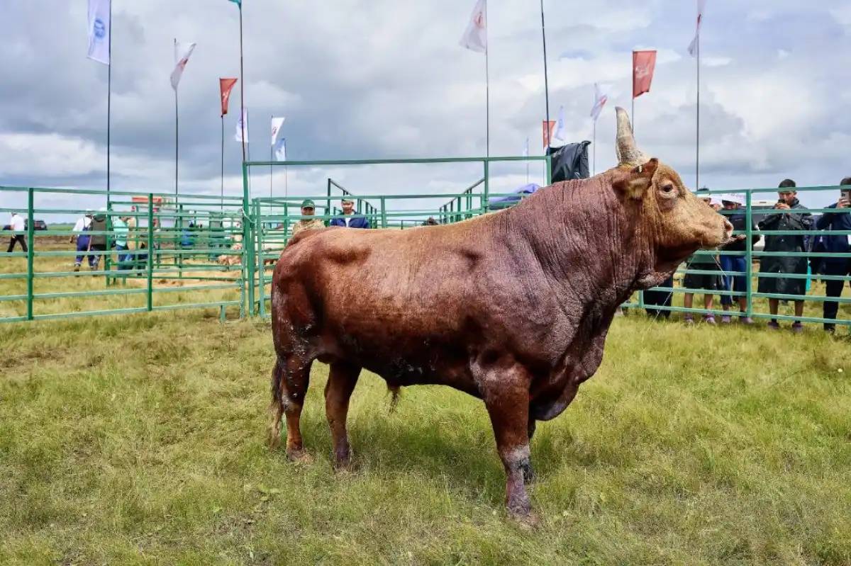 Елімізде Jańa Dala-Green Day‘2025 мамандандырылған көрме-көрсетілімі өтеді