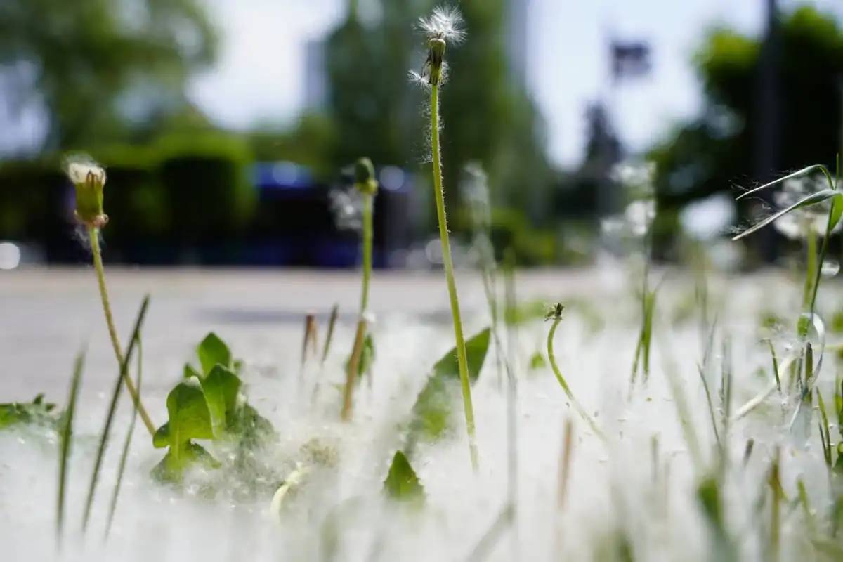 Қазақстанның бірқатар қаласында 44 градус ыстық болады