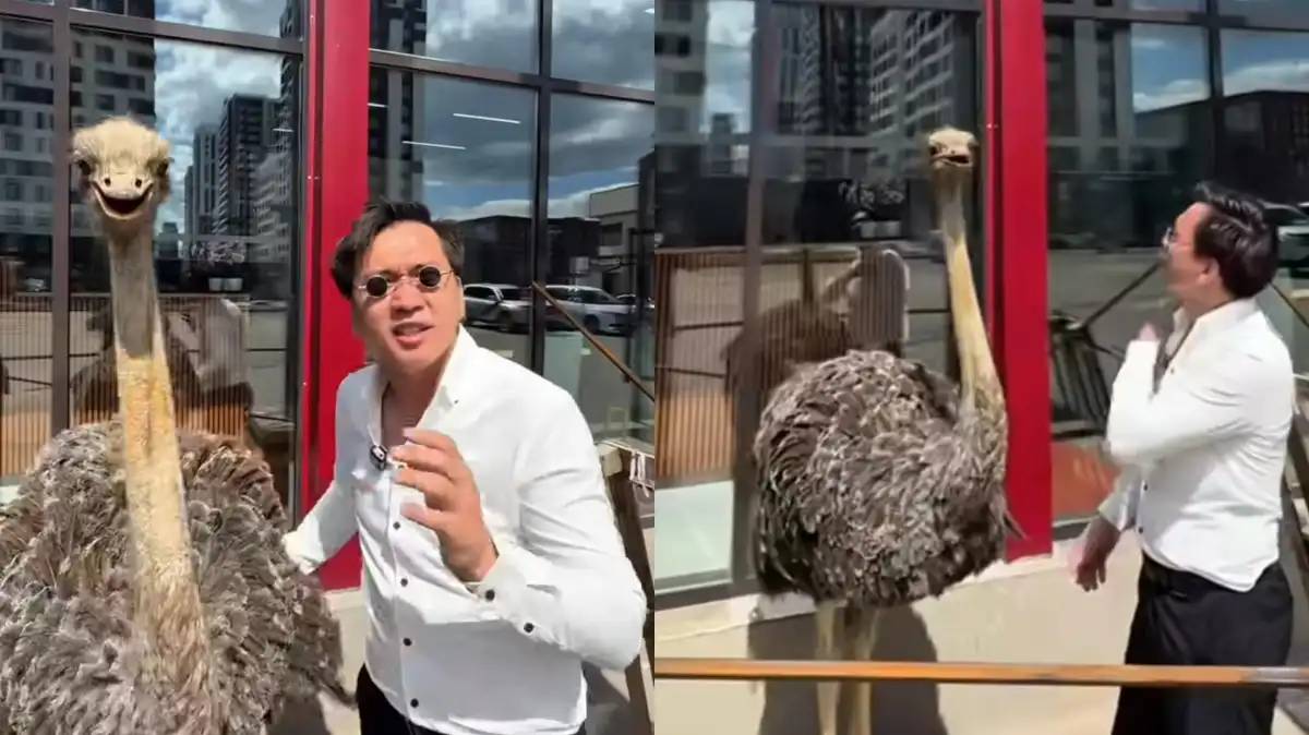 Елордада түйеқұсты жарнамаға пайдаланған: полиция түсініктеме берді