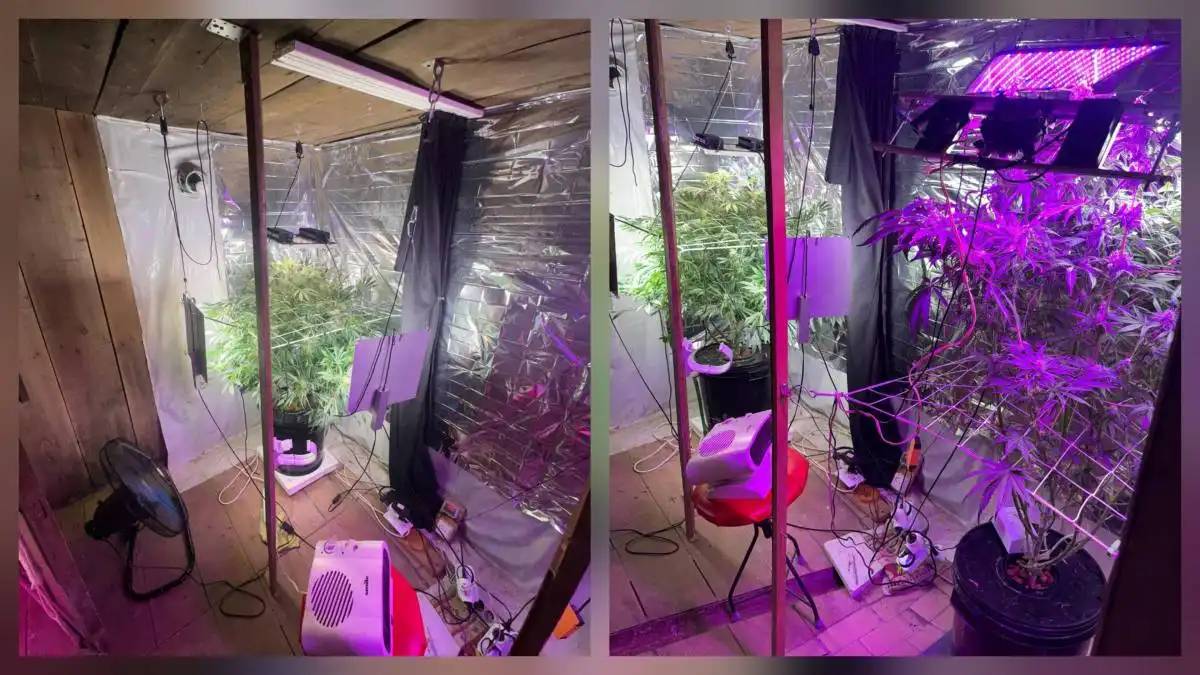 Қостанайда жасырын фитозертхана жойылды