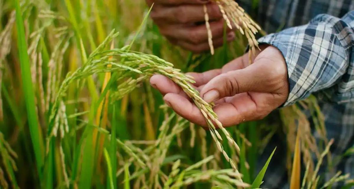 Түркістан облысында диқандар мақтаның орнына күріш еккен