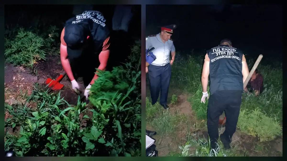 Қостанай облысында бақшасында каннабис өсімдіктерін өсірген күдікті ұсталды