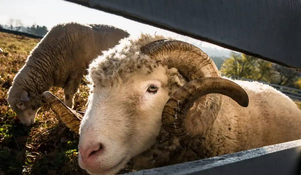 «Алаяқтар болуы мүмкін»: Мүфтият құрбандық шалатын азаматтарды абай болуға шақырды