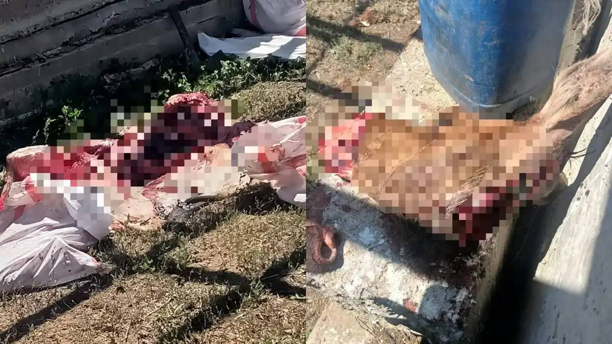 Ақтөбе облысында бұланды заңсыз атқан тұрғын анықталды