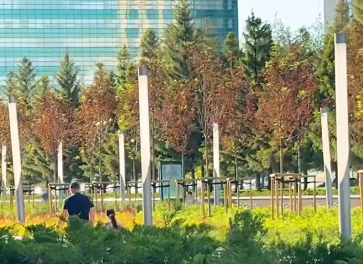 Астанадағы Нұржол бульварына мойыл ағаштары отырғызылды (ВИДЕО)