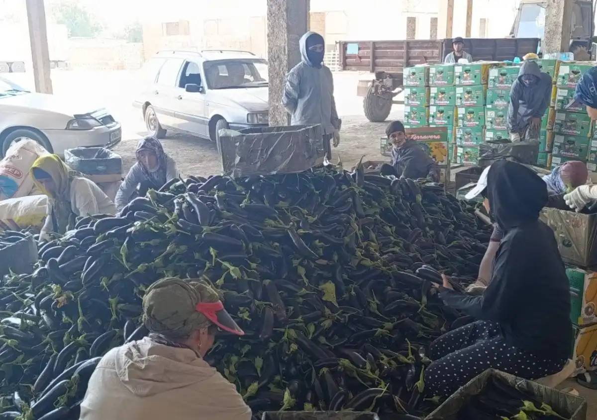 Түркістан облысында баялдының алғашқы өнімі жиналды