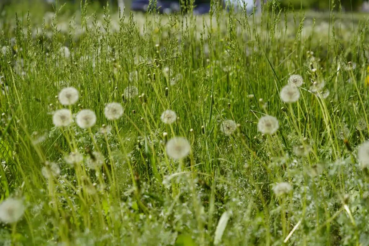 Екі гектар мемлекетке қайтарылды: Жетісуда заңсыз қоқыс өңдейтін зауыт салмақ болған