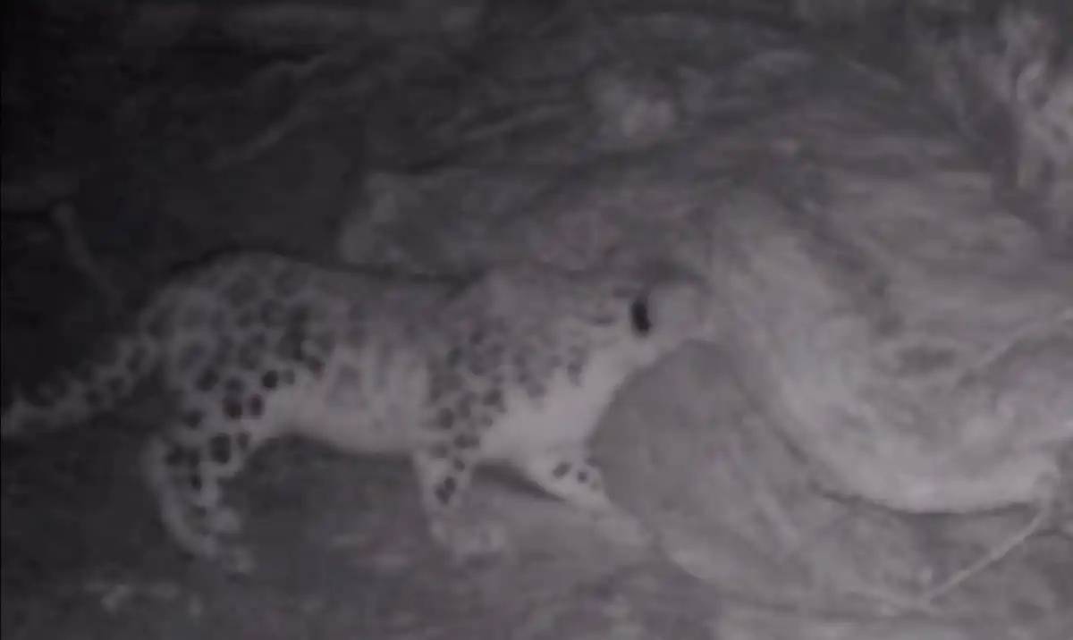 «Көлсай көлдері» ұлттық паркінде қар барысы фототұзаққа ілікті