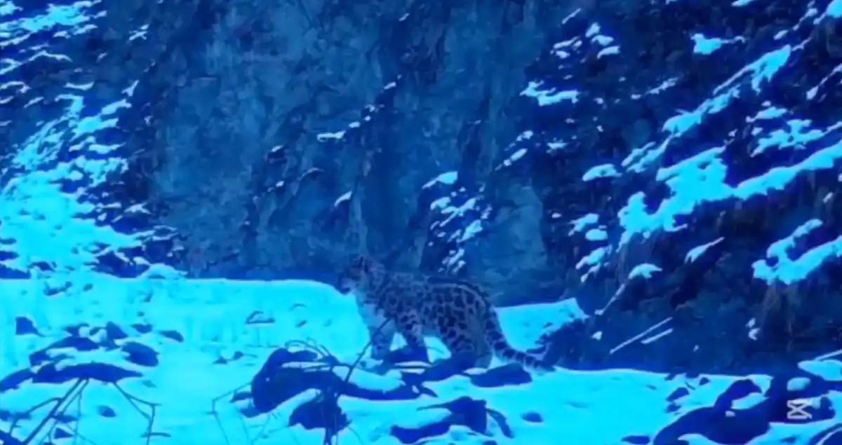 Жоңғар Алатауы ұлттық паркінде қар барысы фототұзаққа түсіп қалды