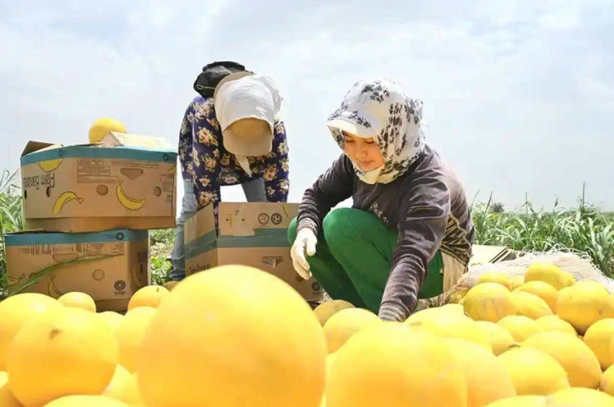 Түркістан облысының диқандары қауынның алғашқы өнімін жинады