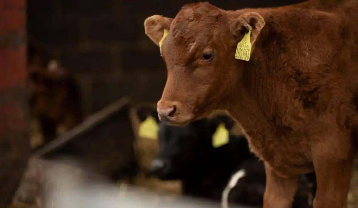 Жыл басынан бері 190-ға жуық мал ұрысы ұсталды