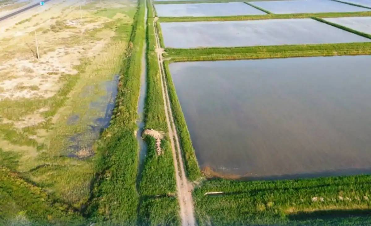 Қызылорда облысында 15 мың гектардан астам егістік жер қалпына келтірілді