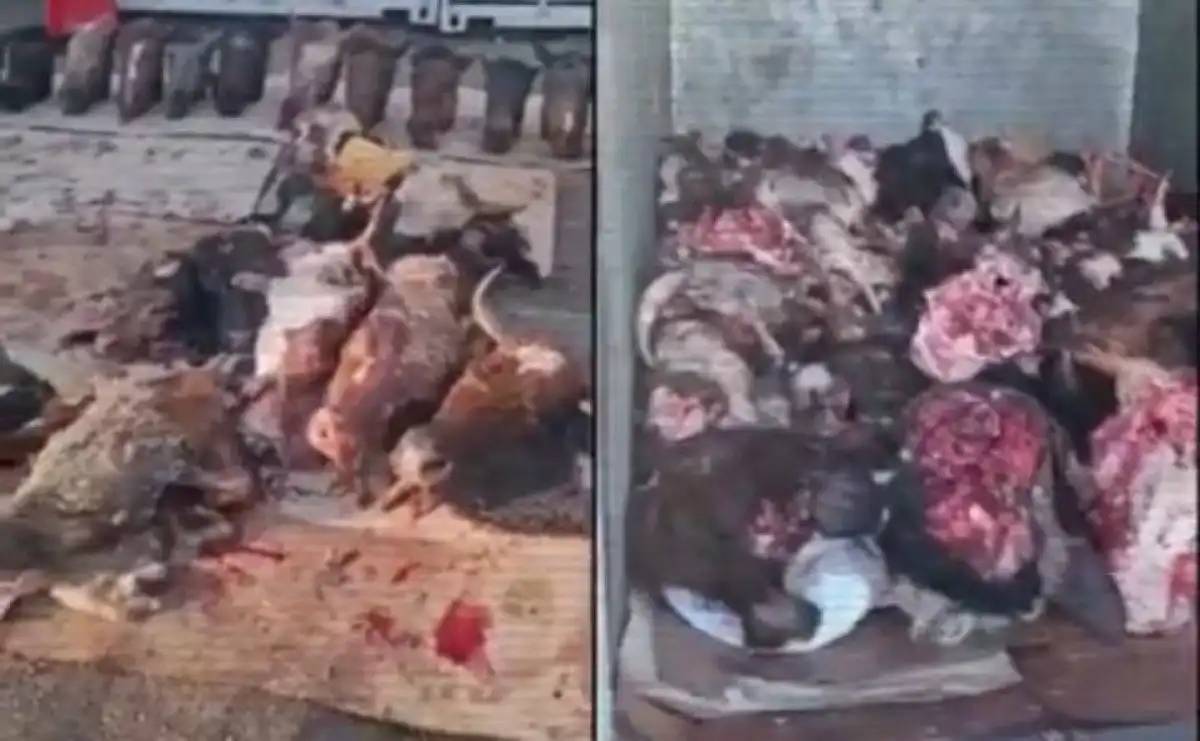 Полицейлер 13 заңсыз мал сою цехын анықтады (ВИДЕО)