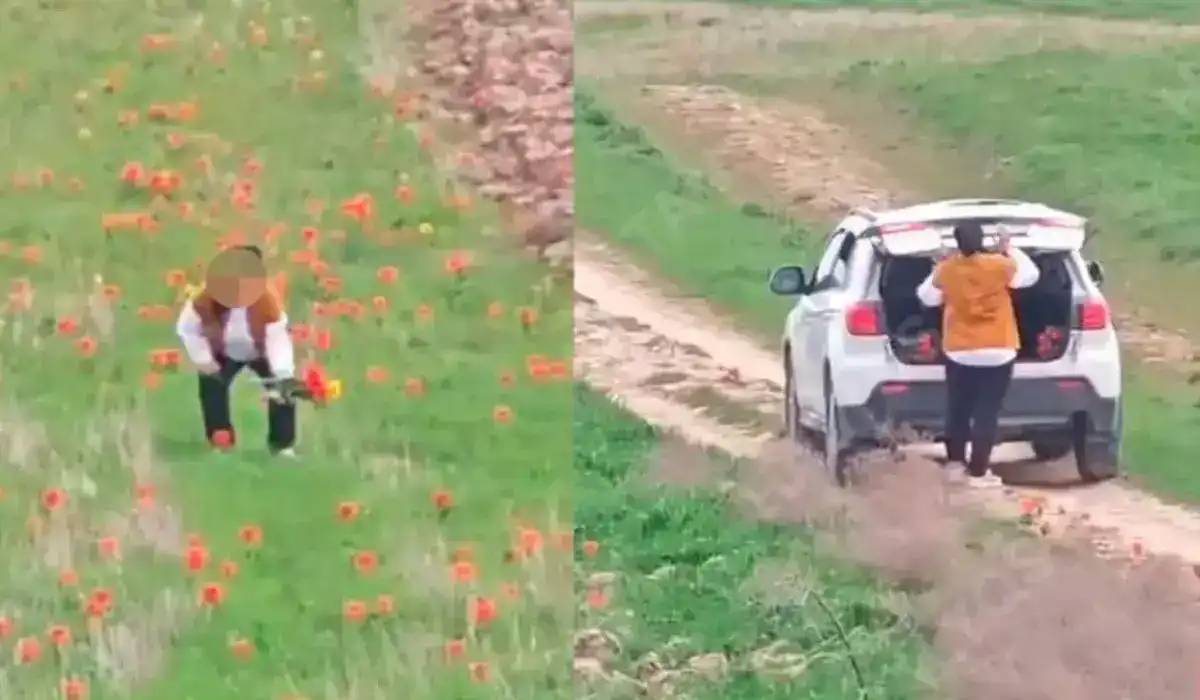 «12 тал қызғалдақ үшін»: Экология министрі гүл жұлған әйелге 12 млн теңге айыппұл салуға қатысты пікір білдірді