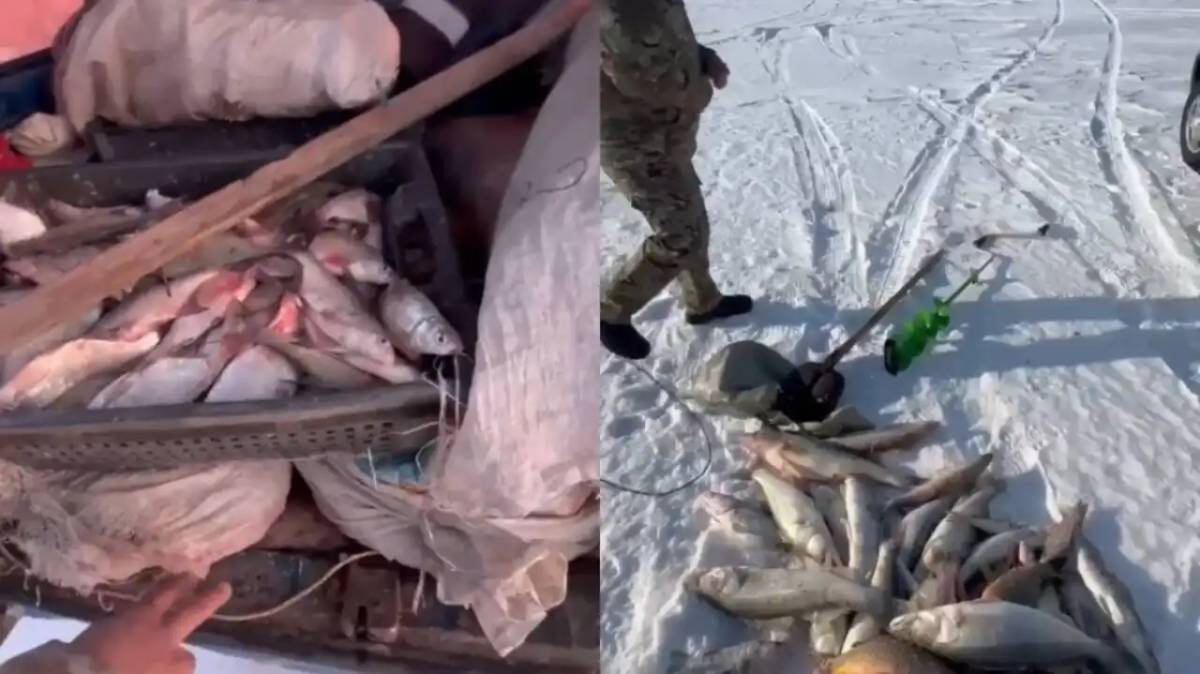 Браконьерлерден 200 келіден астам балық тәркіленді