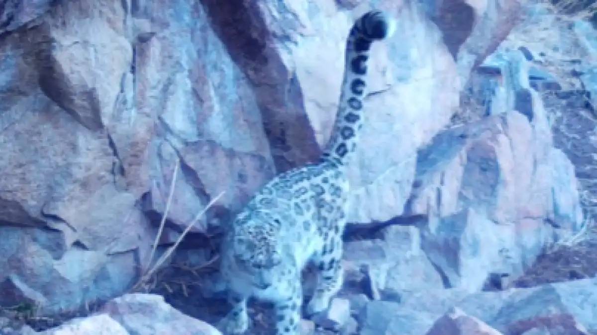 «Іле-Алатау» ұлттық паркінде қар барысы фототұзаққа түсті