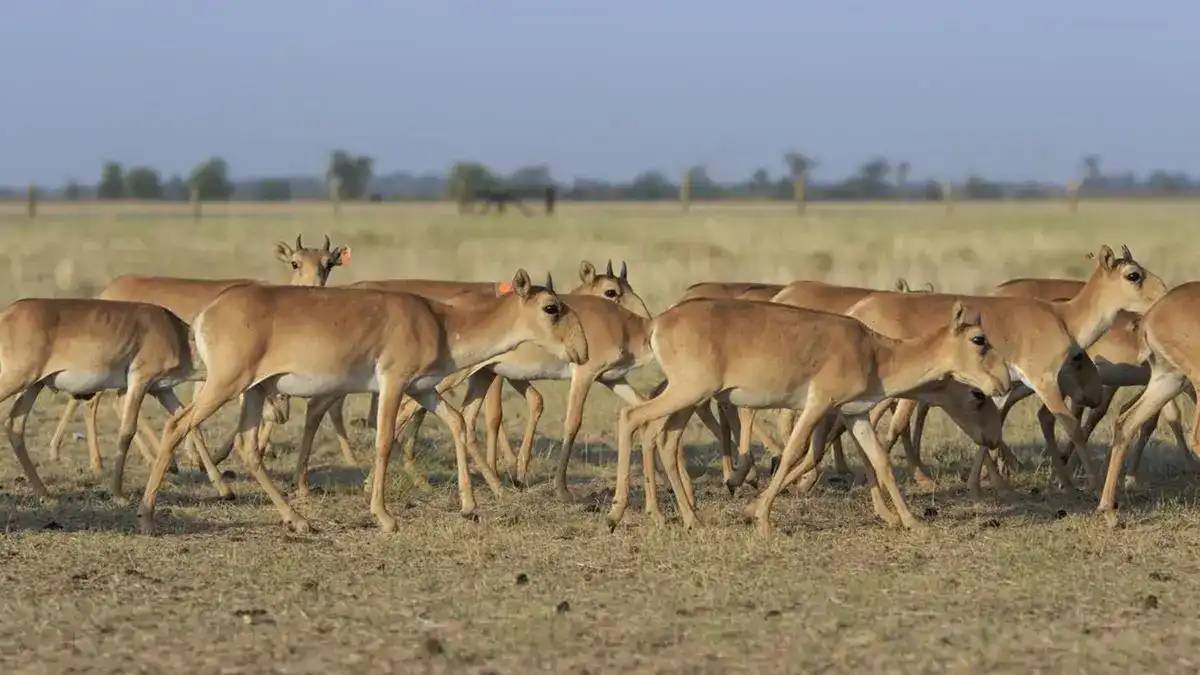 Қазақстан Қытайға 1500 киік тарту етеді