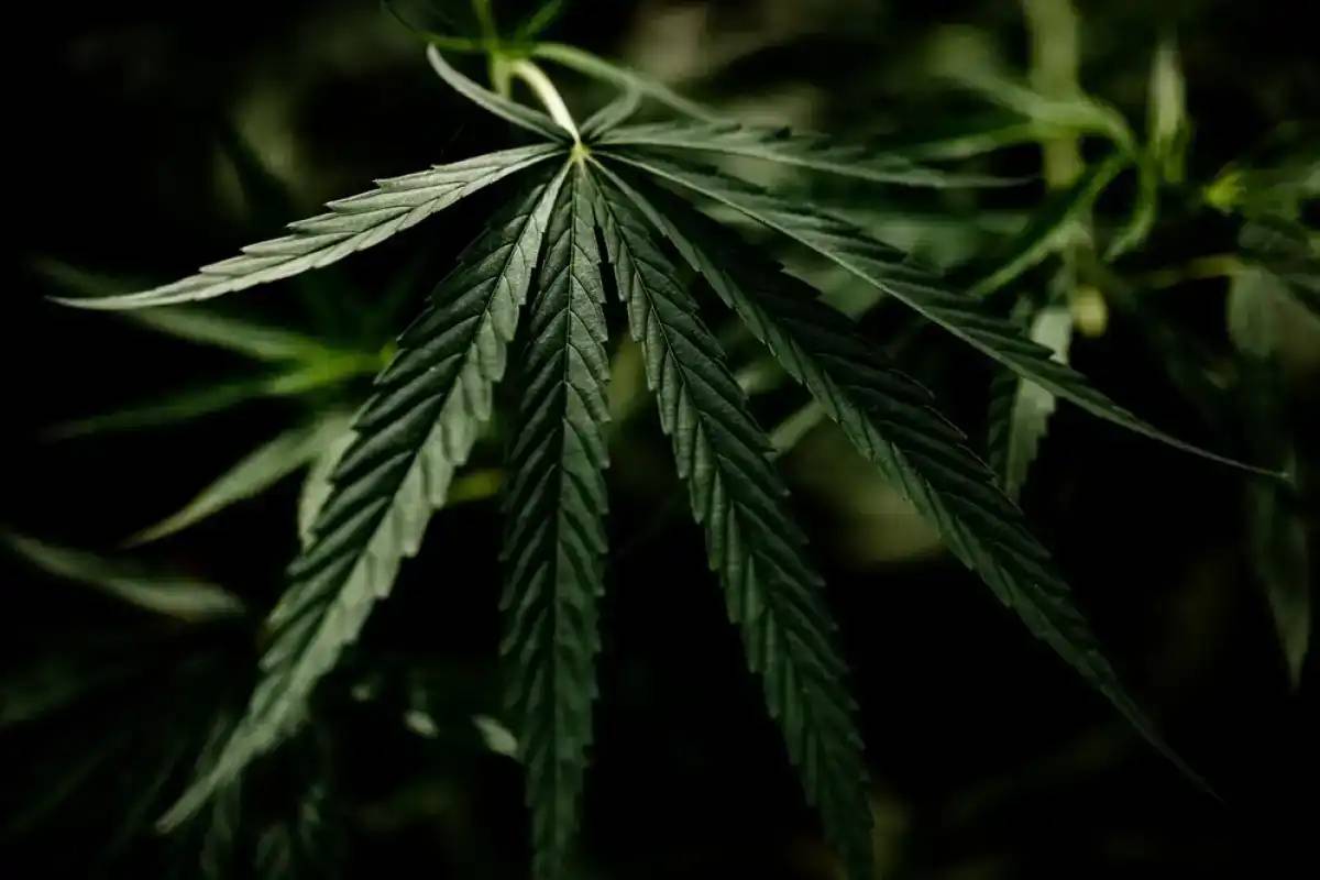 Техникалық қарасора өсімдігін өндірістік мақсатта өсіруге рұқсат етілуі мүмкін