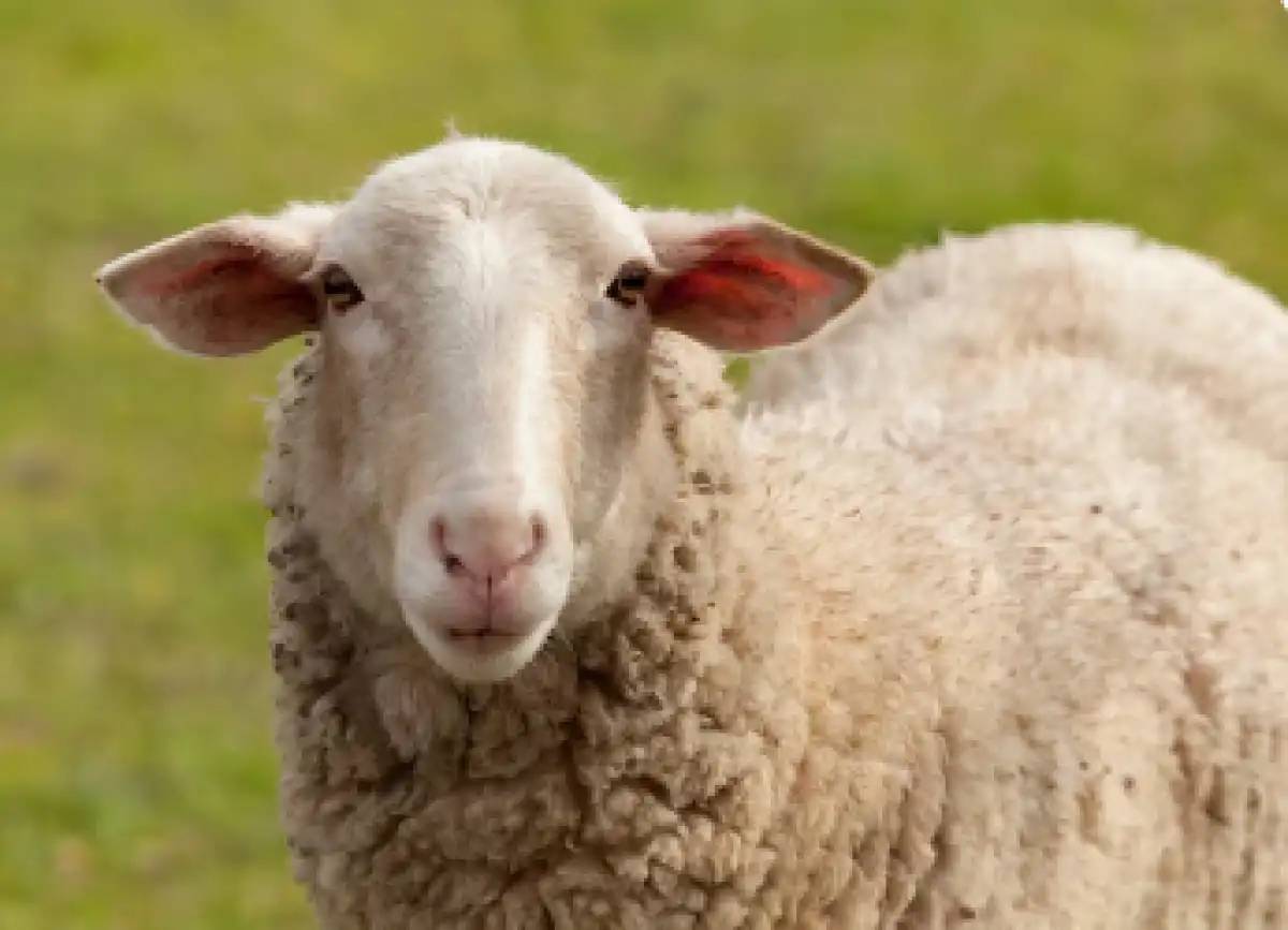 Министр малды заңсыз сатқандарды қылмыстық жауапкершілікке тартуды ұсынды