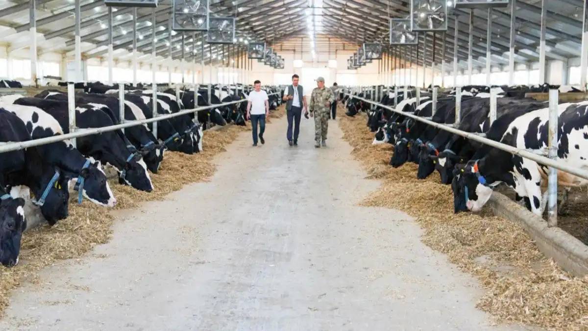 Еліміз ет экспортын жылына 50 мың тоннаға дейін арттыруды жоспарлап отыр