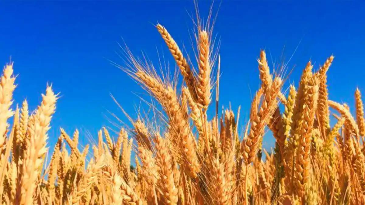 Елімізде 20 млн тоннаға жуық астық бастырылды