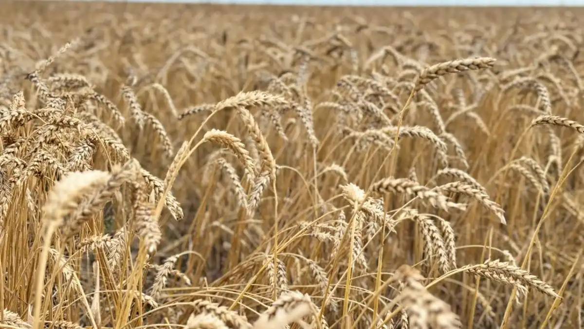 Қазақстанда 24,6 млн тонна астық бастырылды