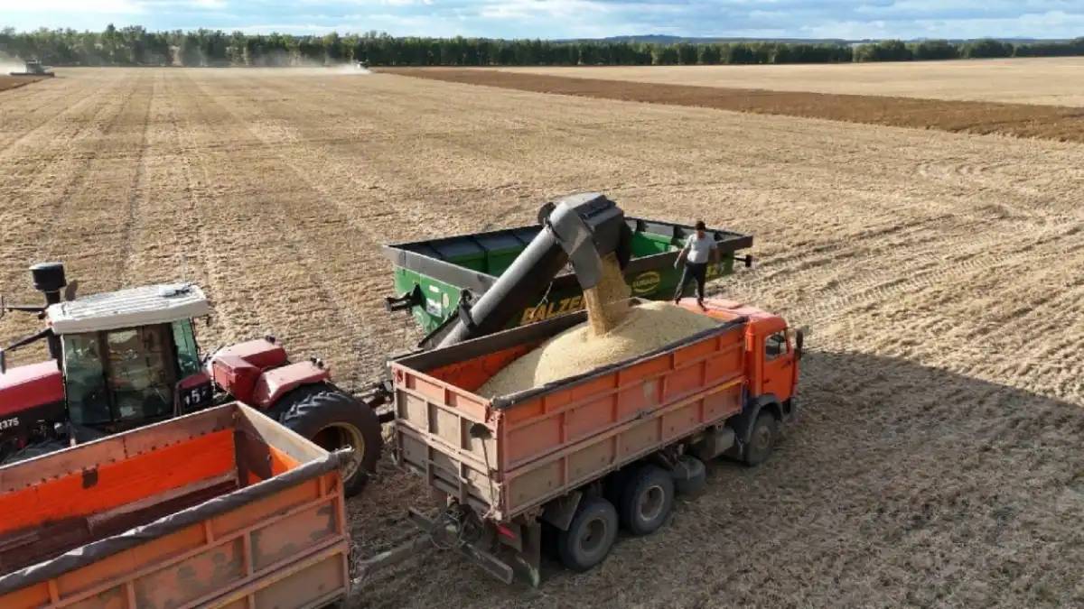 Қазақстанда 22,7 млн тонна астық бастырылды