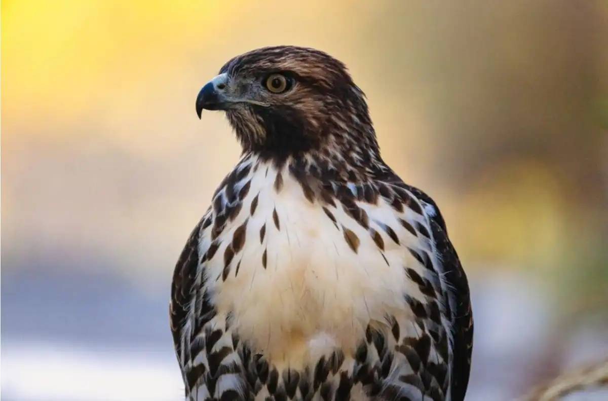 Жетісу облысында полицейлер сұңқарды заңсыз ұстаған азаматты анықтады