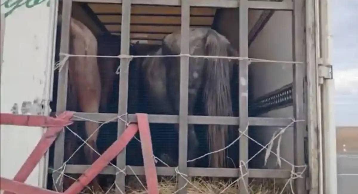 Полицейлер 11 млн теңгенің мал ұрлығын ашты (ВИДЕО)